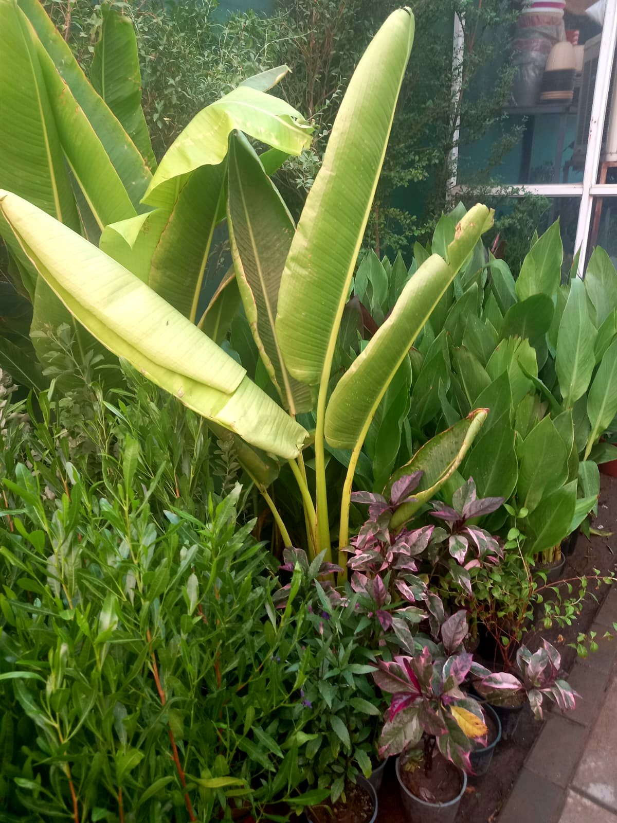 Indoor plant styling in Riyadh