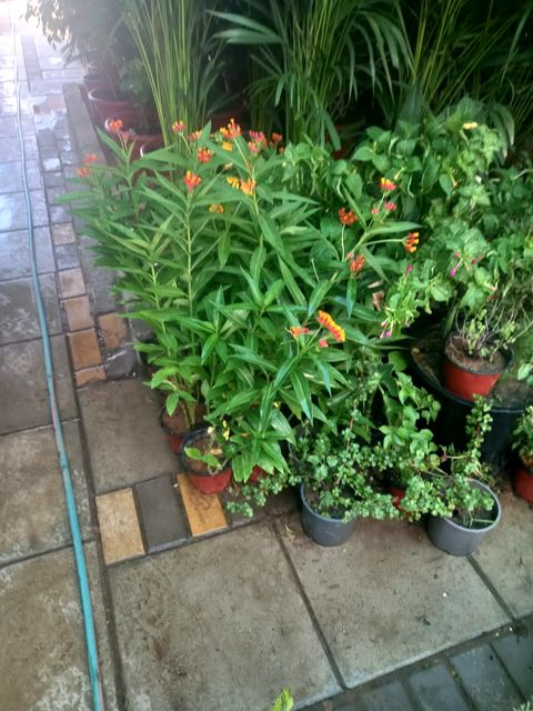Potted flowering plants