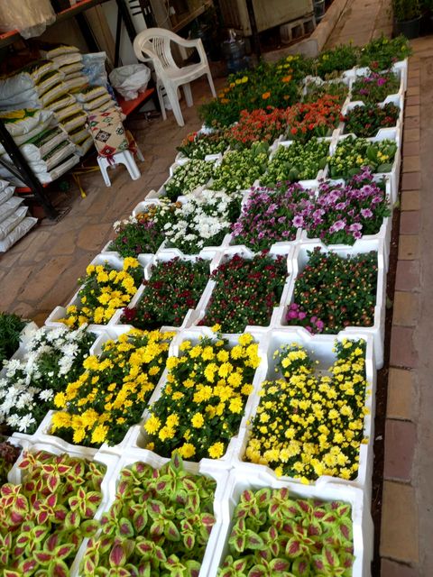Colourful flower trays