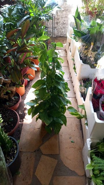 Pothos - Indoor Plants in Riyadh