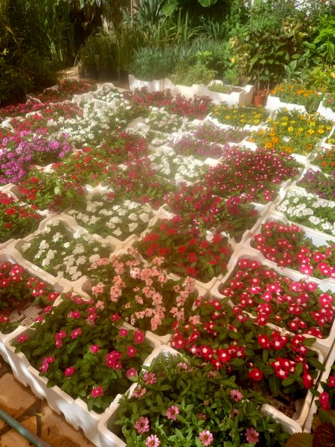 Seasonal flowers at the nursery
