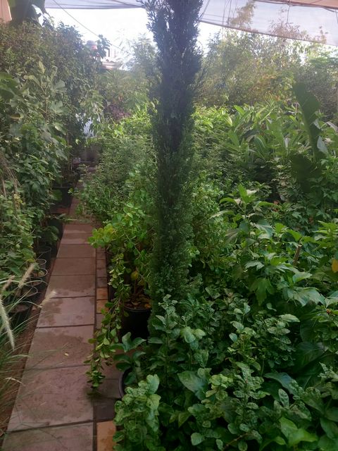 Nursery walkways