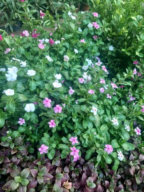 Vinca - Flowering Plants in Riyadh