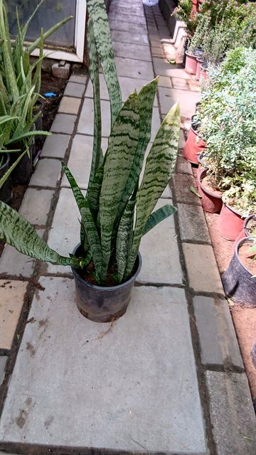 Snake Plant - Indoor Plants in Riyadh