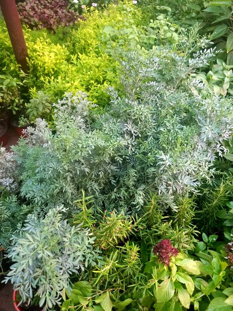 Ornamental shrubs
