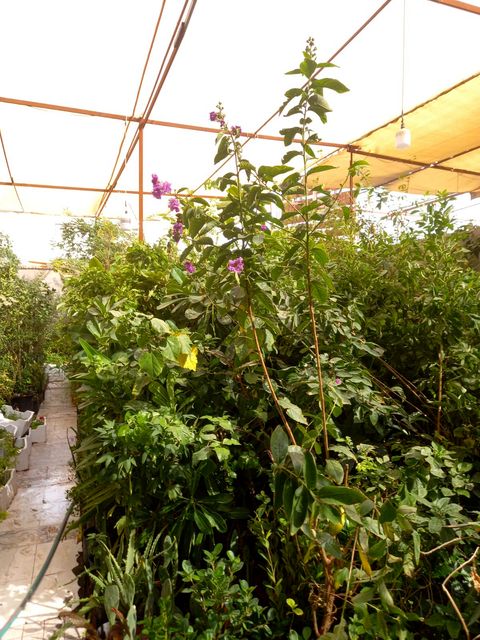 Inside the shade house