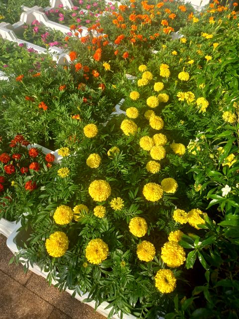 Marigold - Flowering Plants in Riyadh
