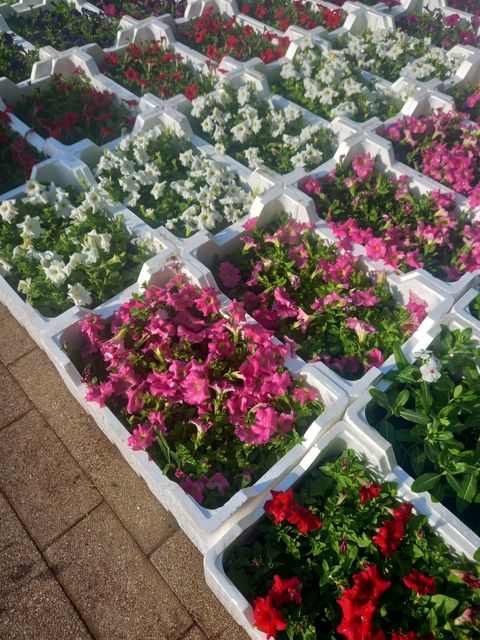 Petunia - Flowering Plants in Riyadh