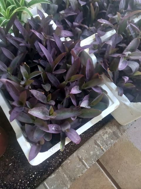 Purple Heart - Outdoor Trees & Shrubs in Riyadh