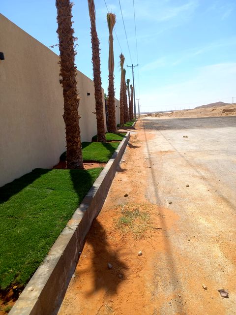 Washingtonia Palm - Palms in Riyadh