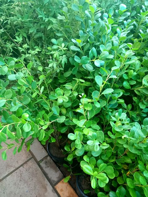 Ficus Nitida - Outdoor Trees & Shrubs in Riyadh