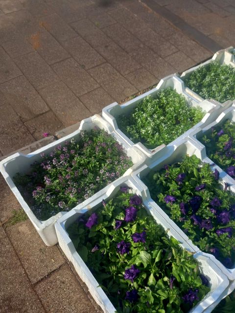 Pansy - Flowering Plants in Riyadh
