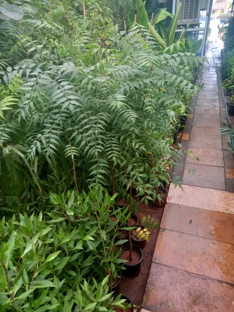 Shrubs and young plants